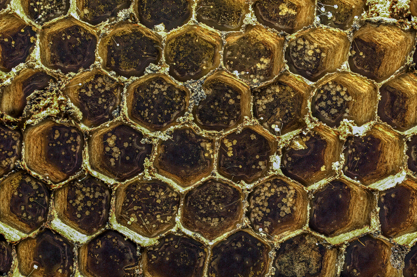 2016-04-30 - Makroaufnahme einer Erdwespenwabe