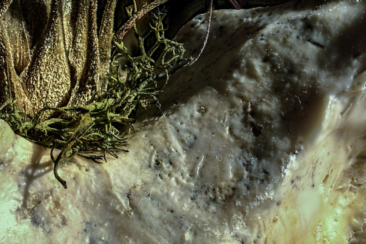 2017-04-22 - Makroaufnahme eines Deko-Steins mit Flechte