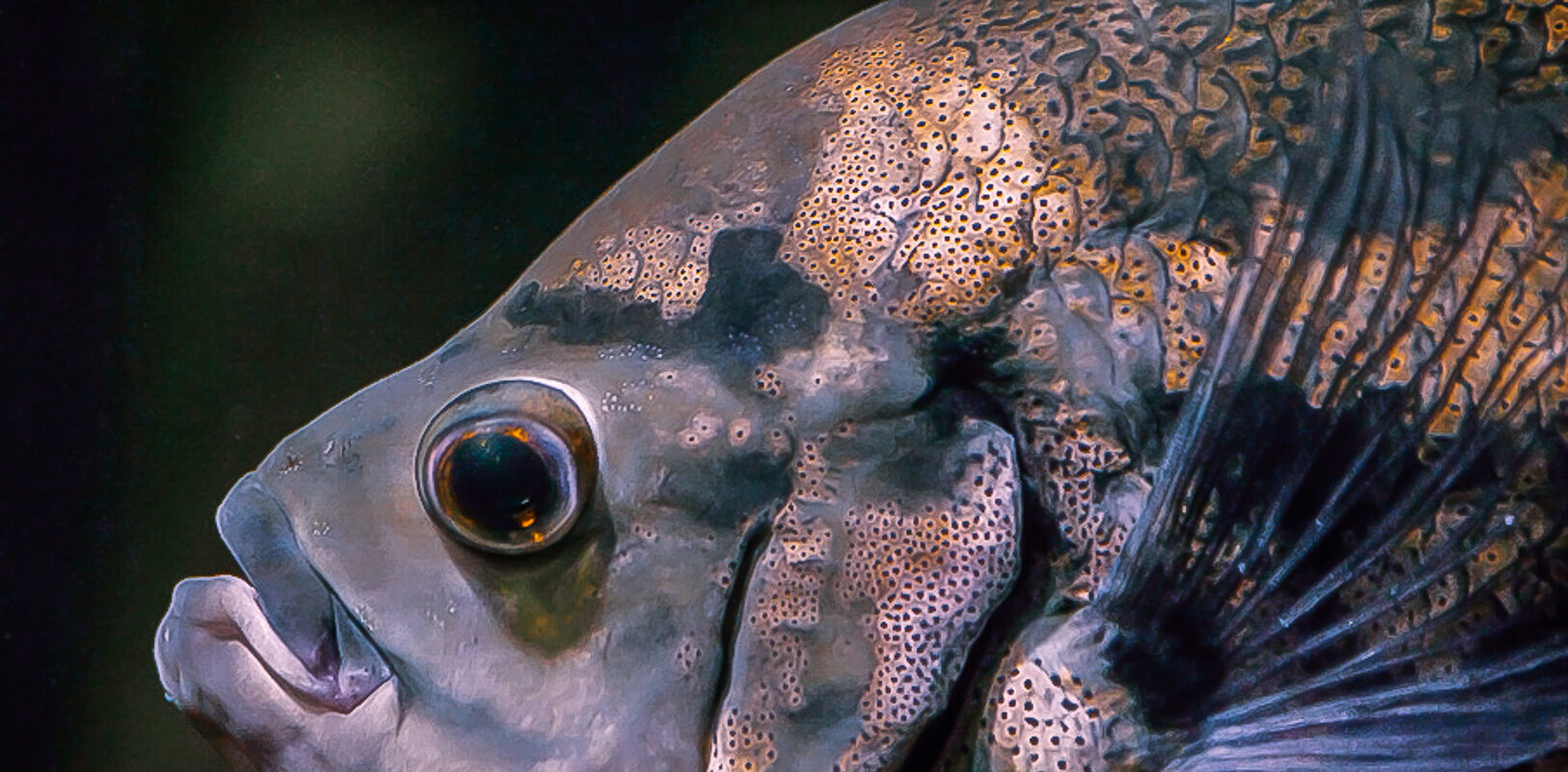 °pfauenaugen buntbarsch°