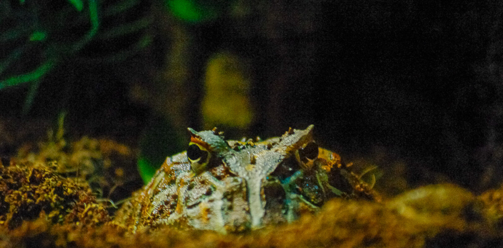 °froschlurche°