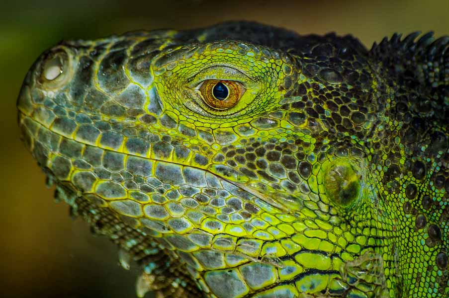 °grüner leguan°