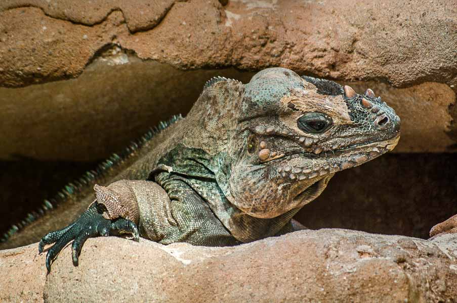 °nashornleguan°