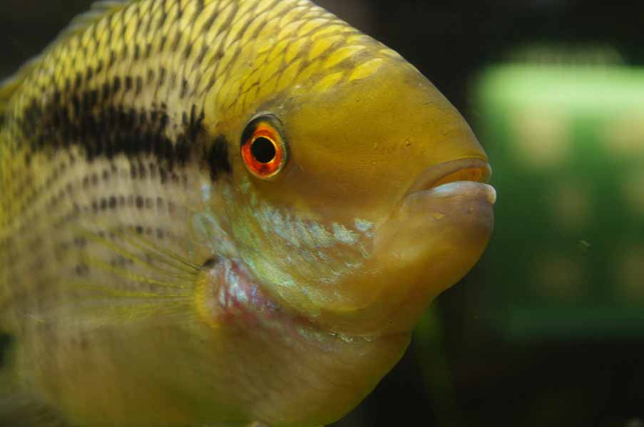 °flaggen-buntbarsch°