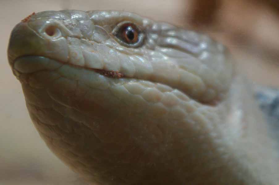 °blauzungen skink°