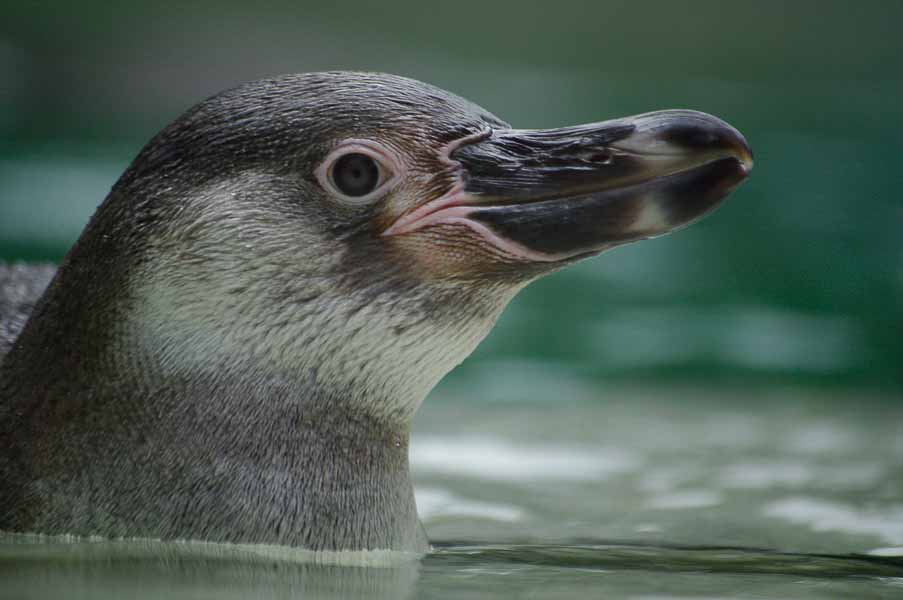 °pinguin°