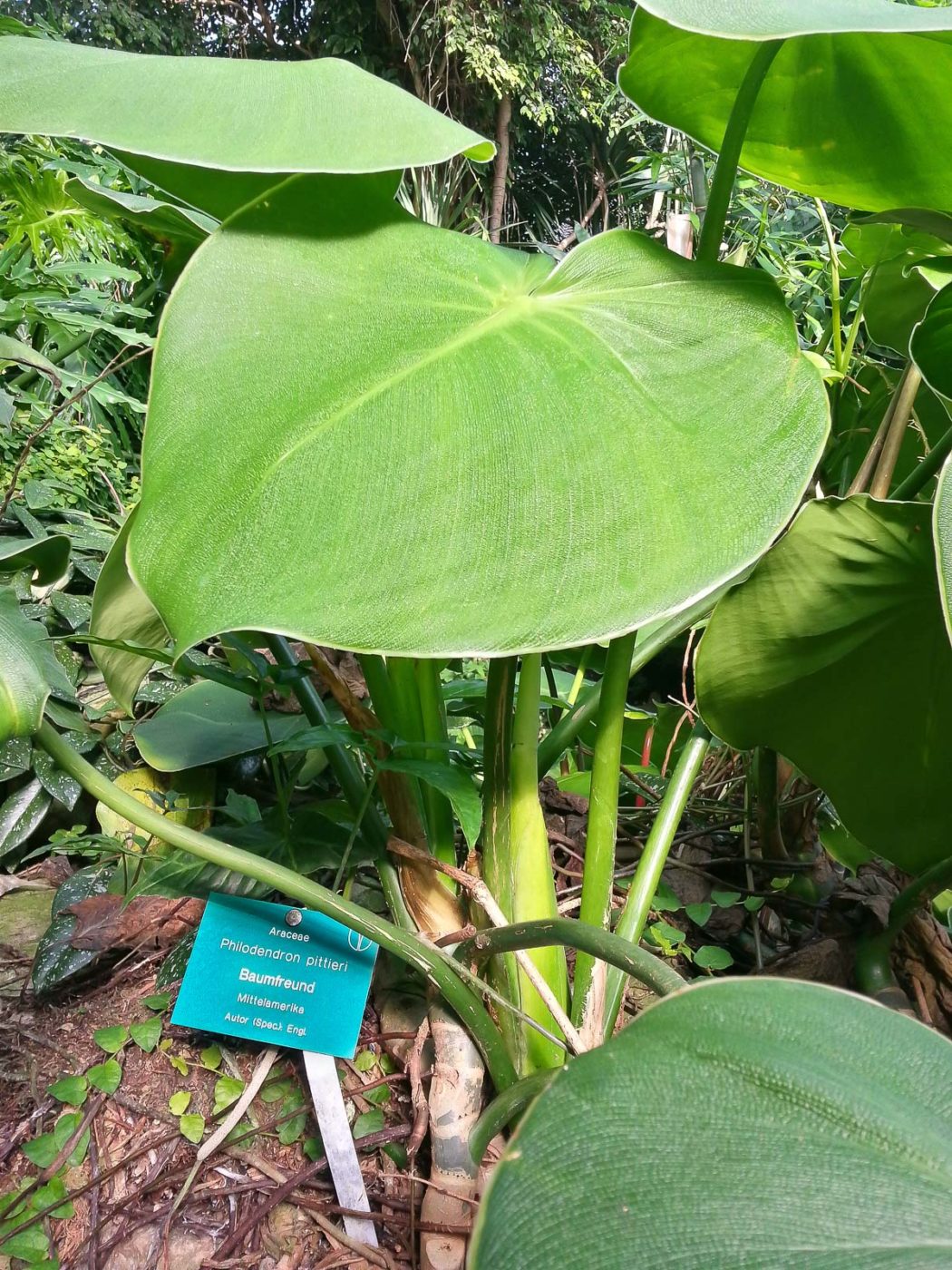 2015-10-02 - Grugapark Essen