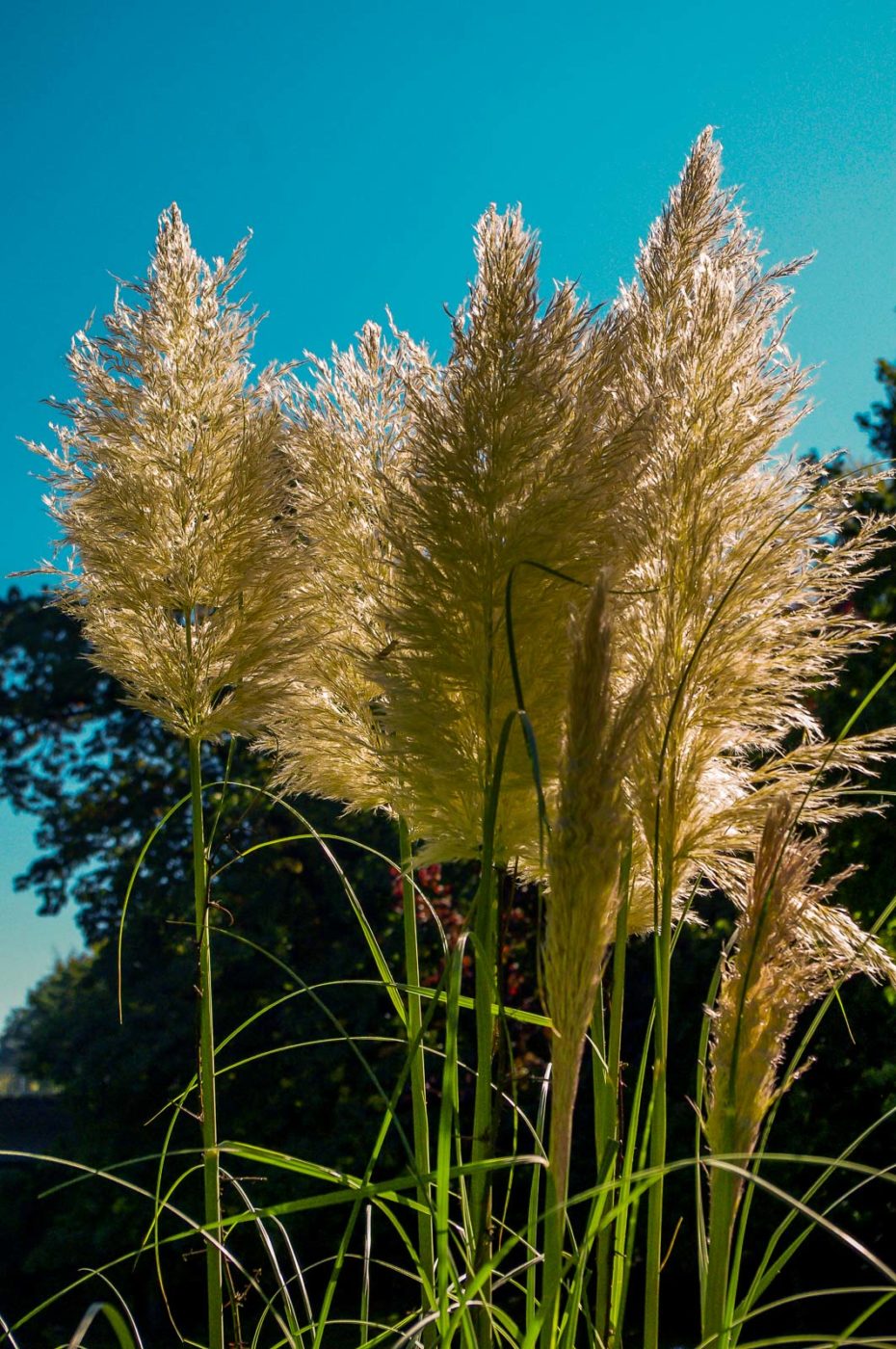 2015-10-02 - Grugapark Essen