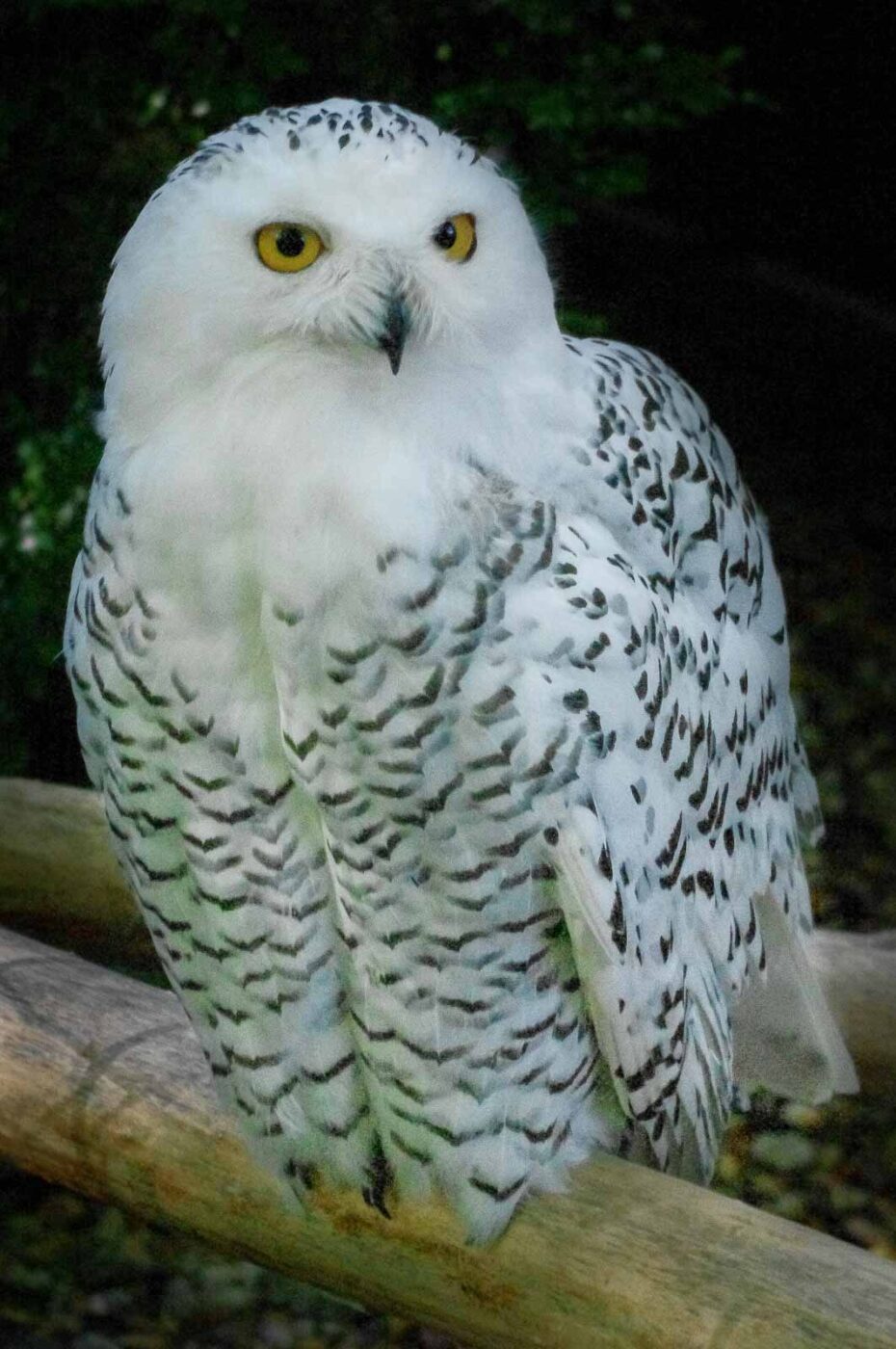 2015-10-02 - Grugapark Essen