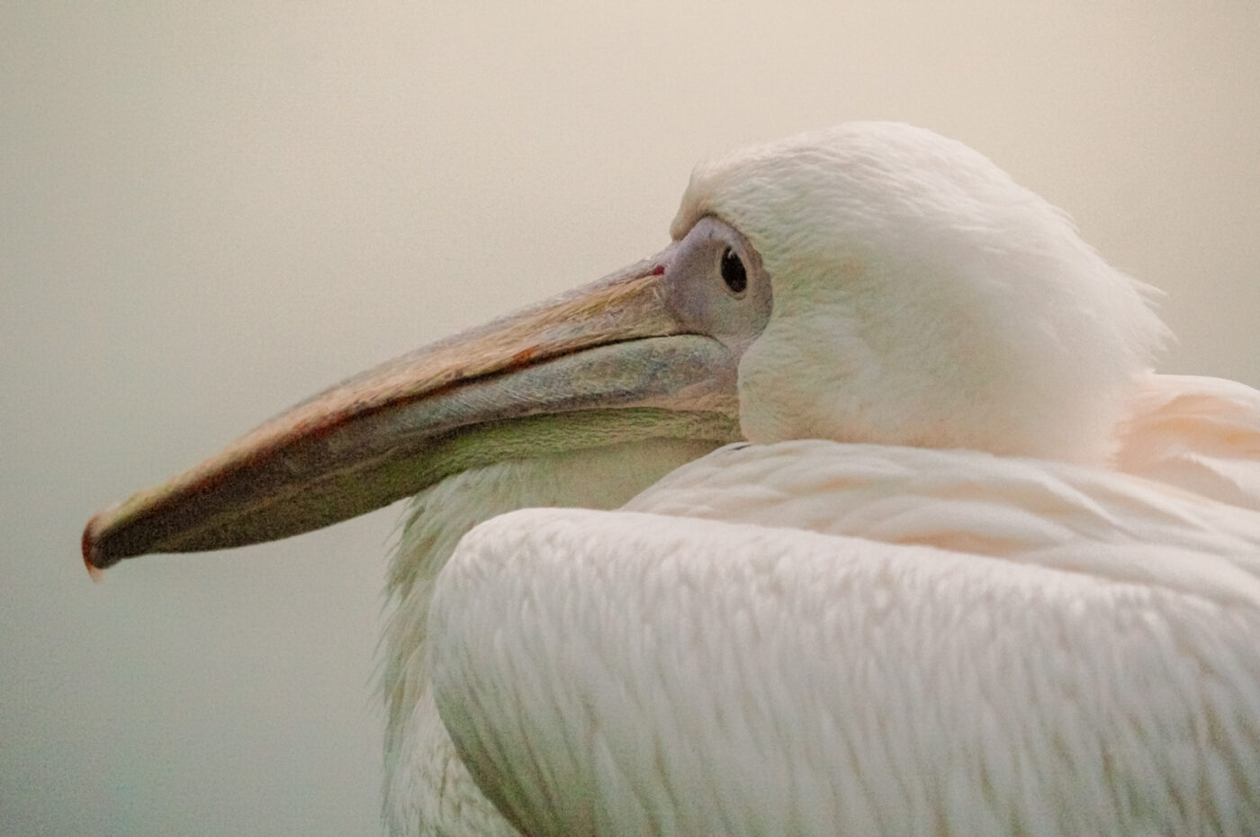 2015-10-02 - Grugapark Essen