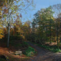 2015-11-01 - NSG Resser Wald Gelsenkirchen