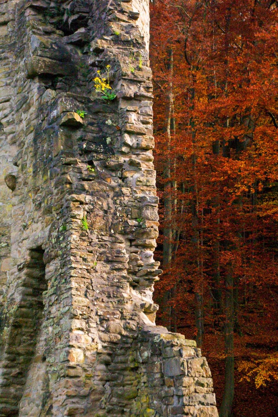 2015-11-04 - Burgruine Hardenstein