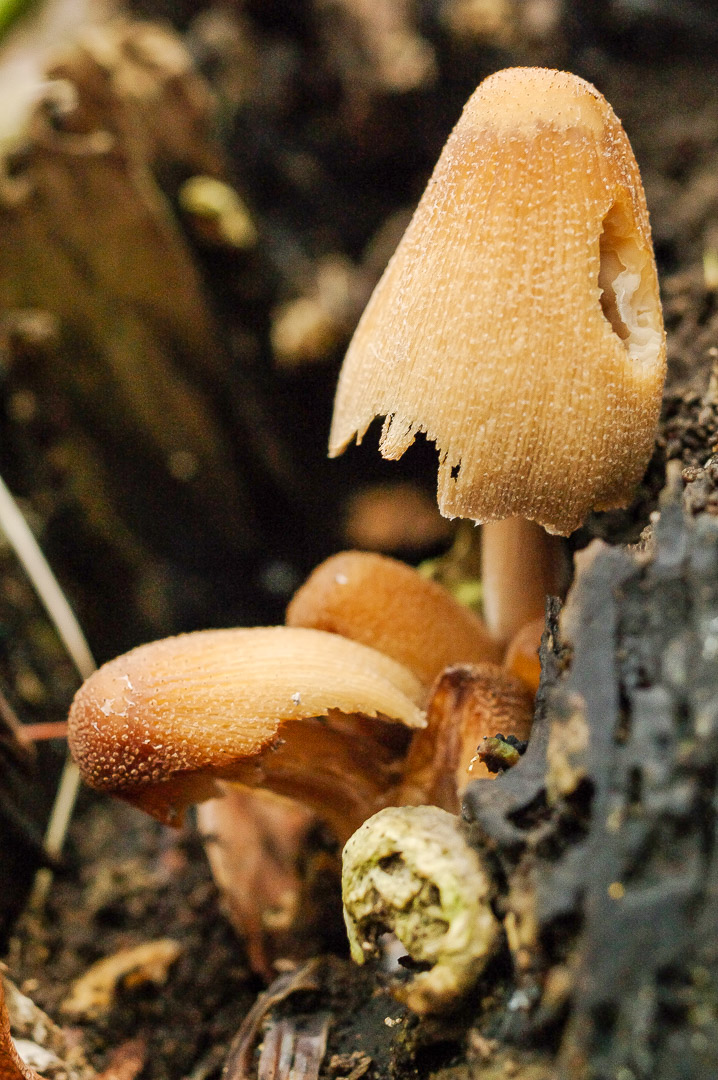 2015-12-29- LSG Voßnacken Herne