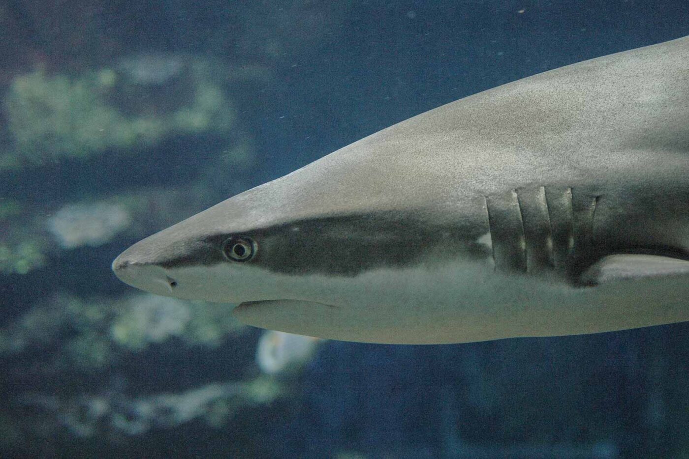 Tierpark und Fossilium Bochum