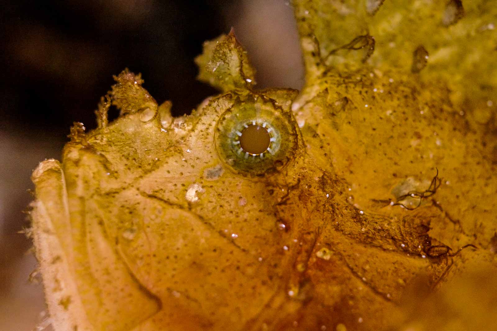 °allwetterzoo münster°