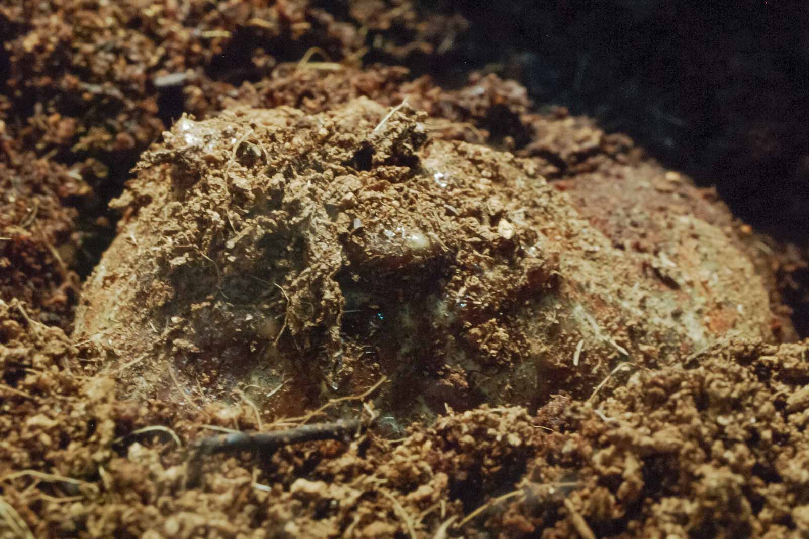 °schmuckhornfrosch°