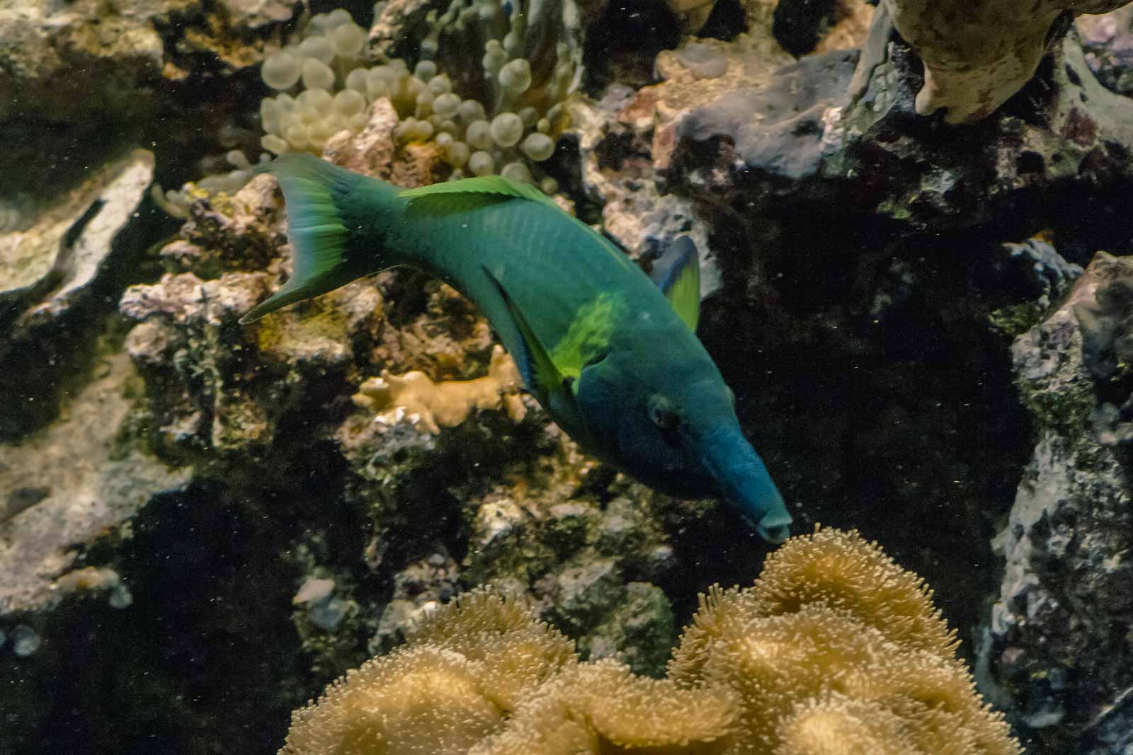 °schnabel-lippfisch°