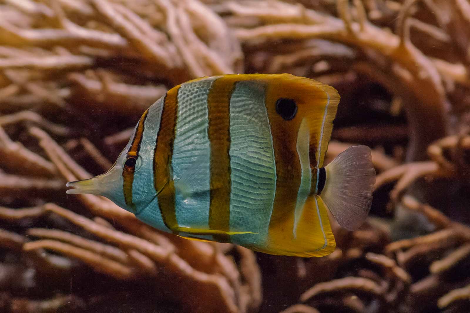 °pinzettfisch°