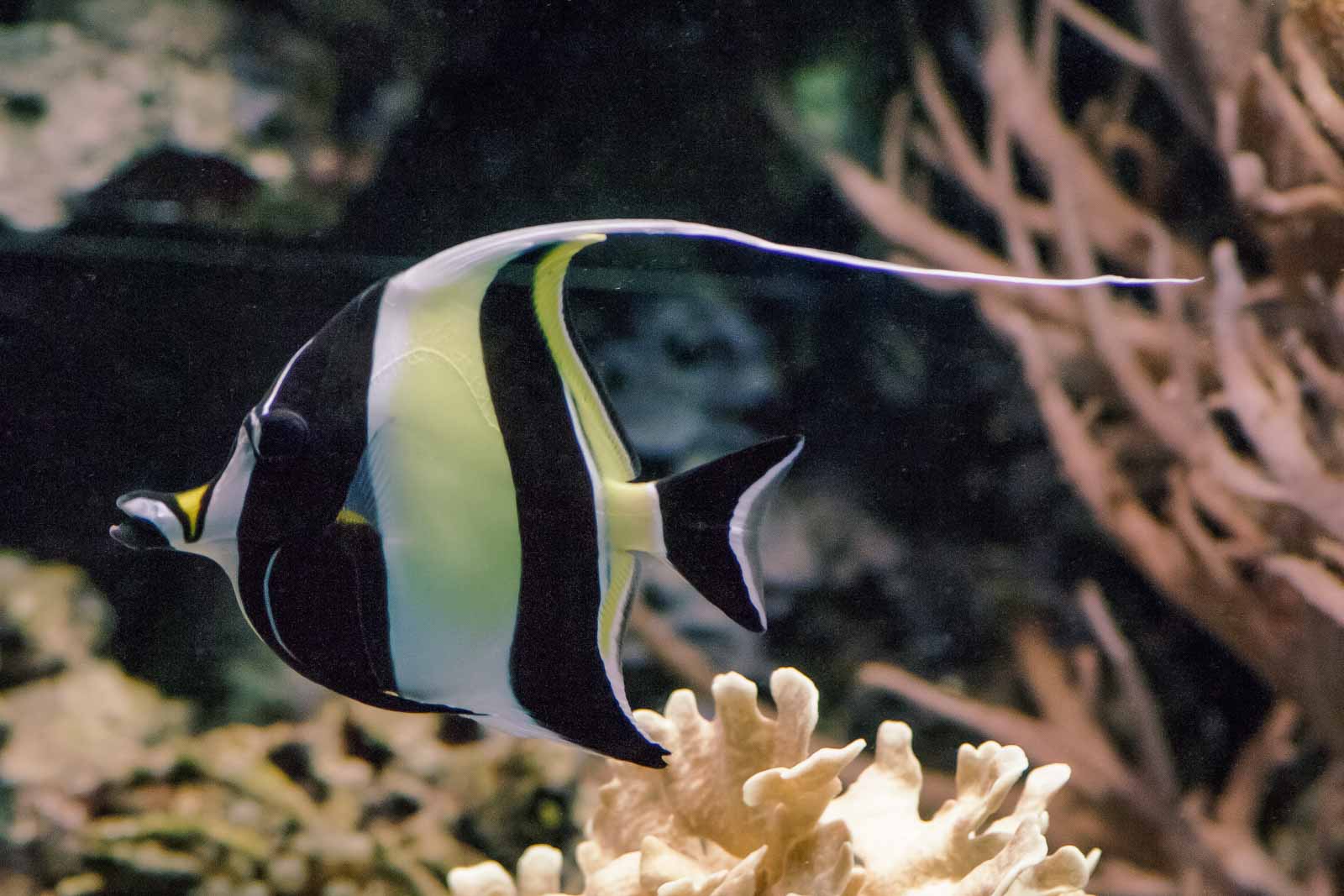°halfterfisch°