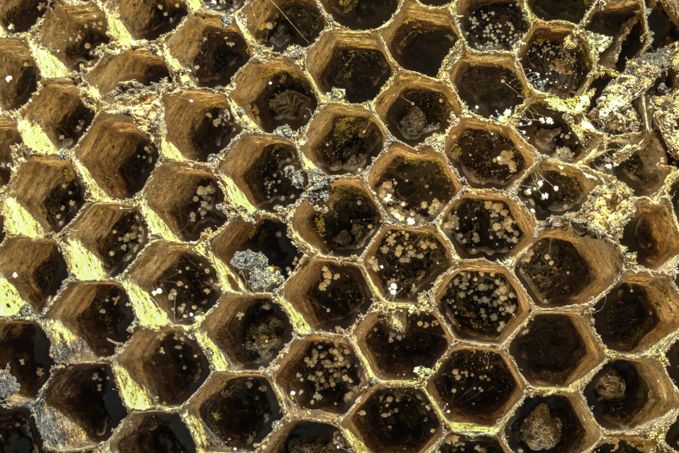 2016-04-29 - Makroaufnahme einer Erdwespenwabe