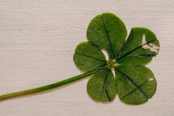 Glücksklee mit 5 Blättern
