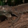 Tierpark und Fossilium Bochum