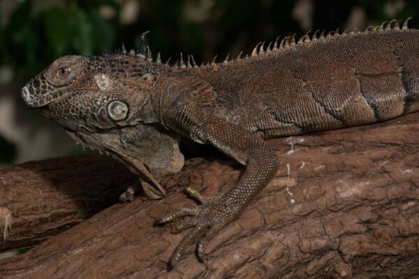 Tierpark und Fossilium Bochum