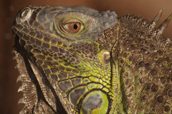 Tierpark und Fossilium Bochum