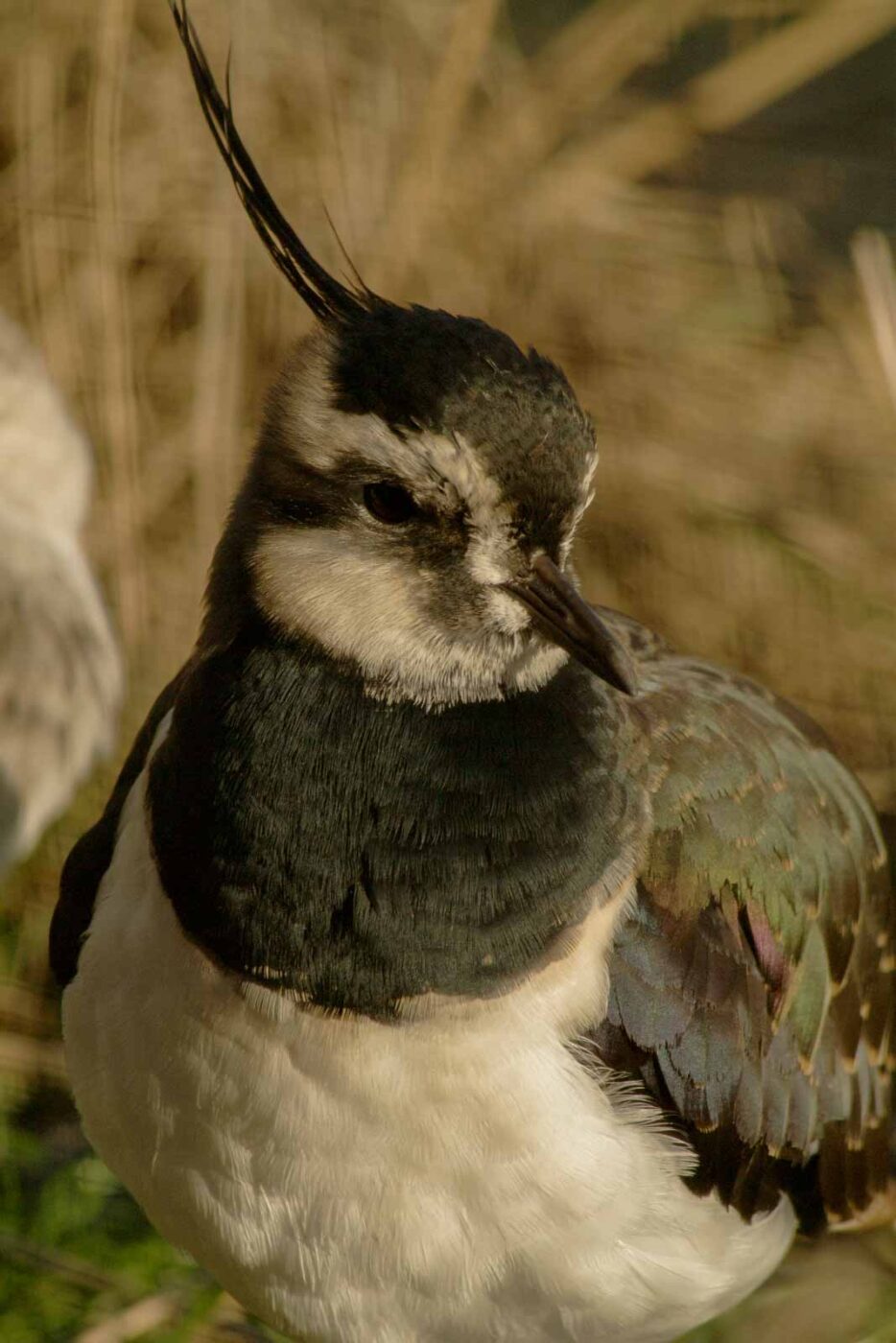 Tierpark und Fossilium Bochum