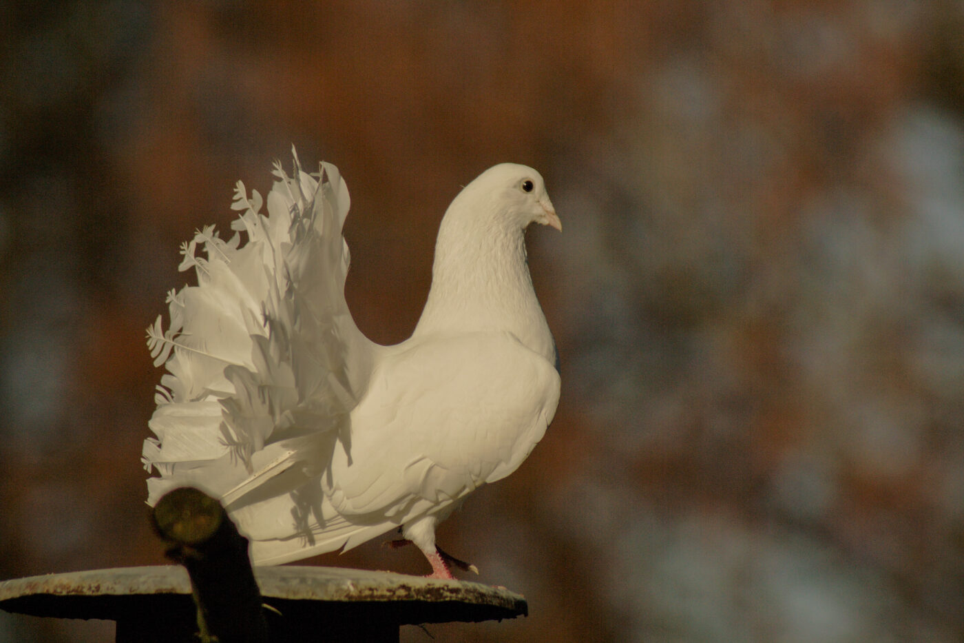 Tierpark und Fossilium Bochum