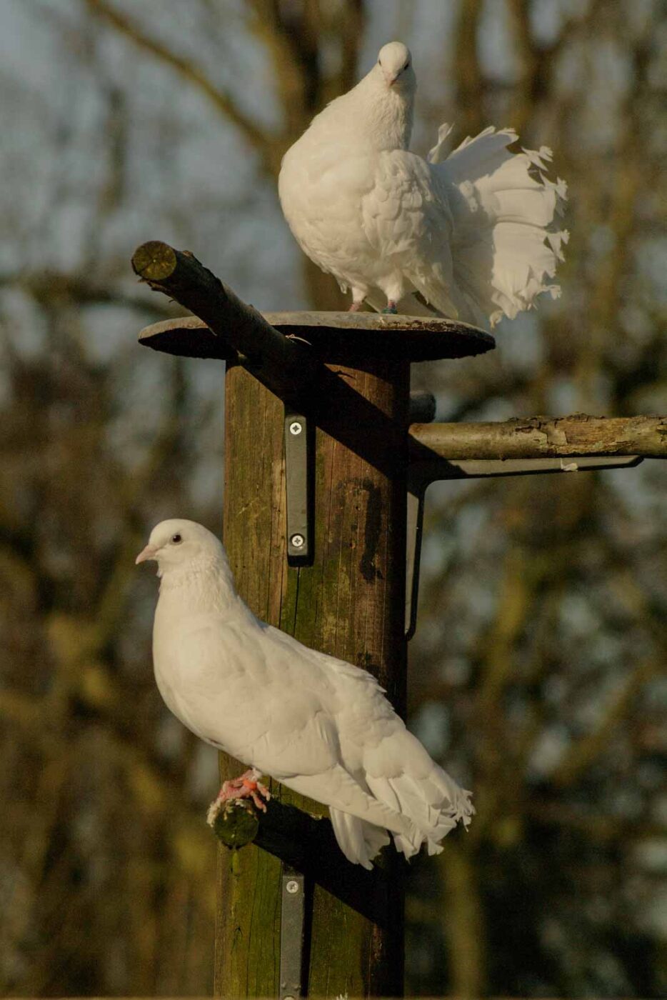 Tierpark und Fossilium Bochum