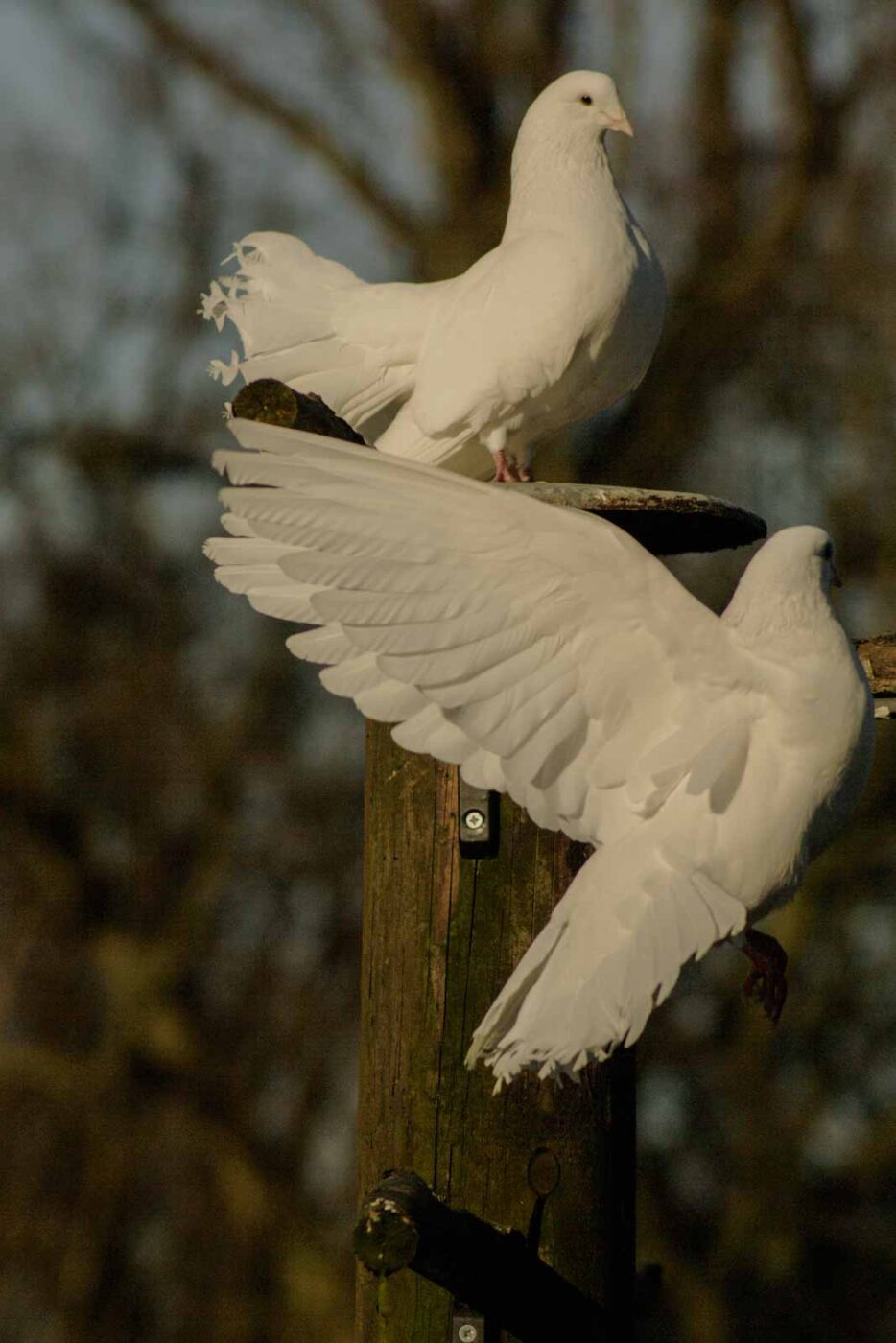 Tierpark und Fossilium Bochum