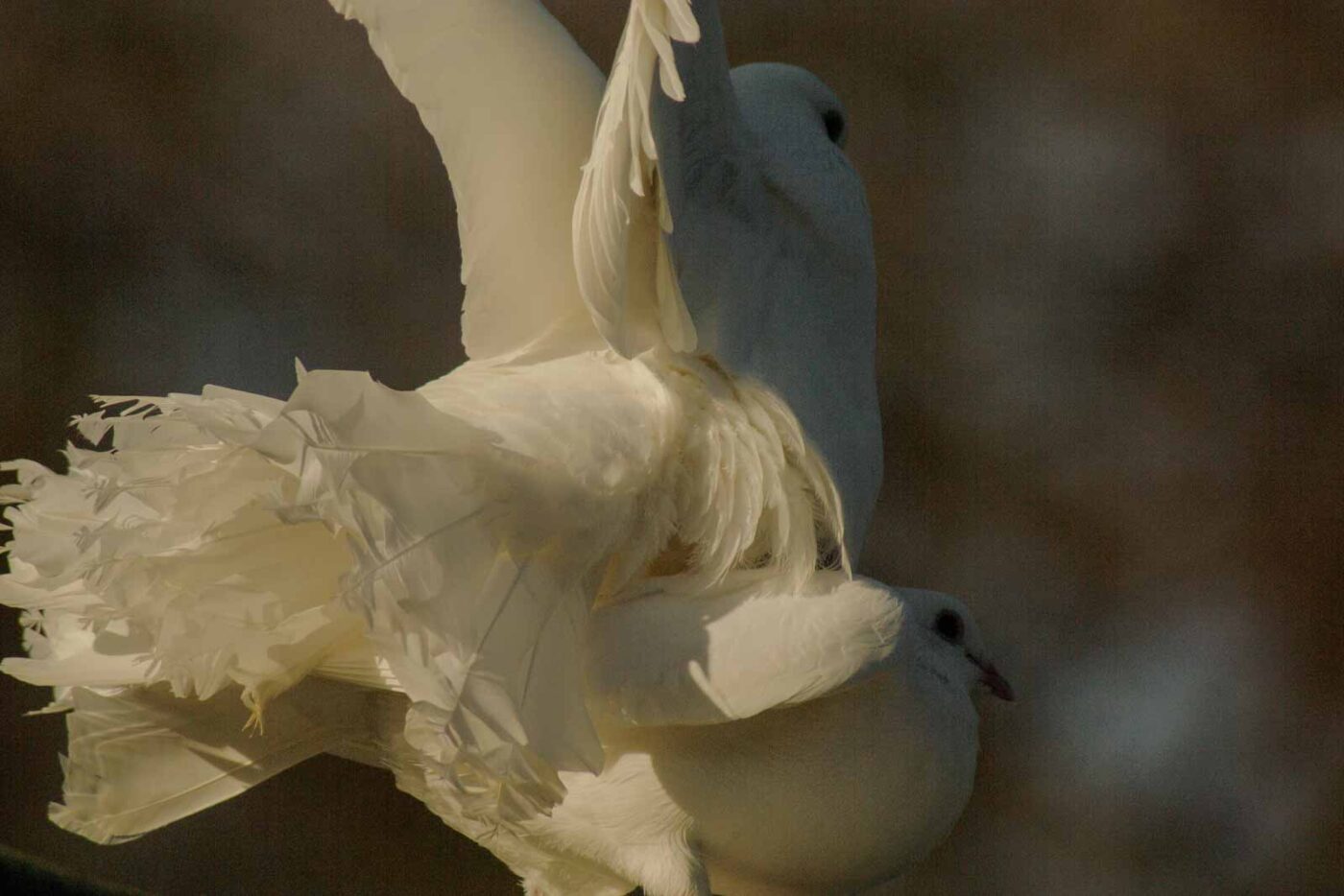 Tierpark und Fossilium Bochum