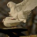 Tierpark und Fossilium Bochum