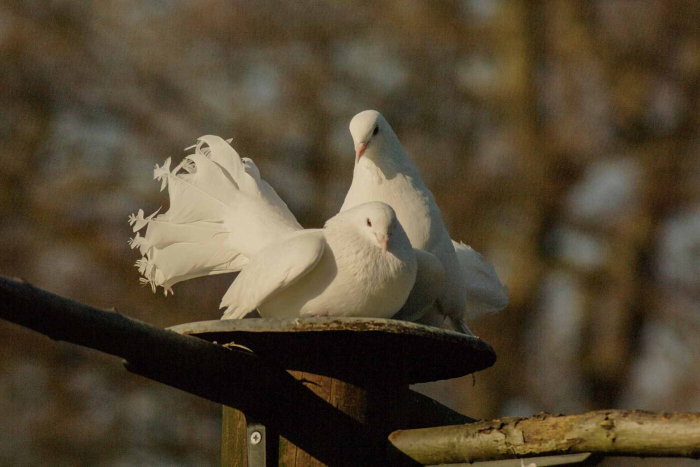 Tierpark und Fossilium Bochum