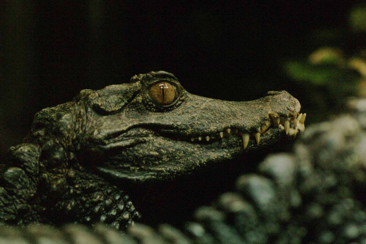 Tierpark und Fossilium Bochum