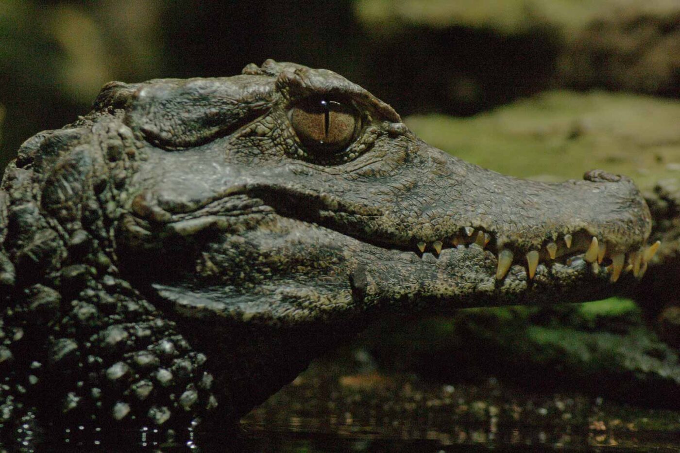 Tierpark und Fossilium Bochum