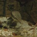 Tierpark und Fossilium Bochum