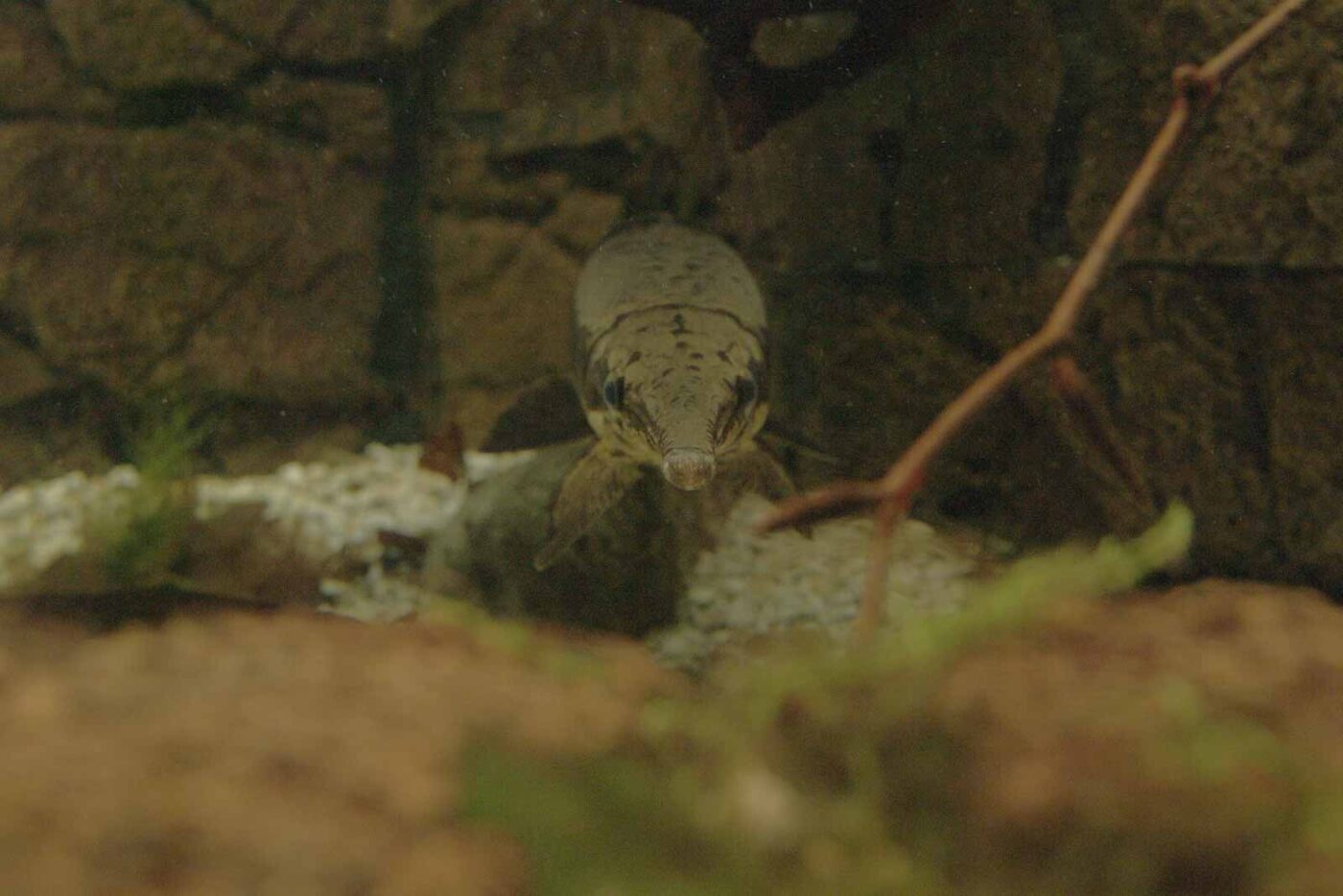 Tierpark und Fossilium Bochum