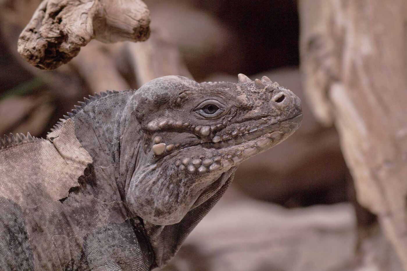 Tierpark und Fossilium Bochum