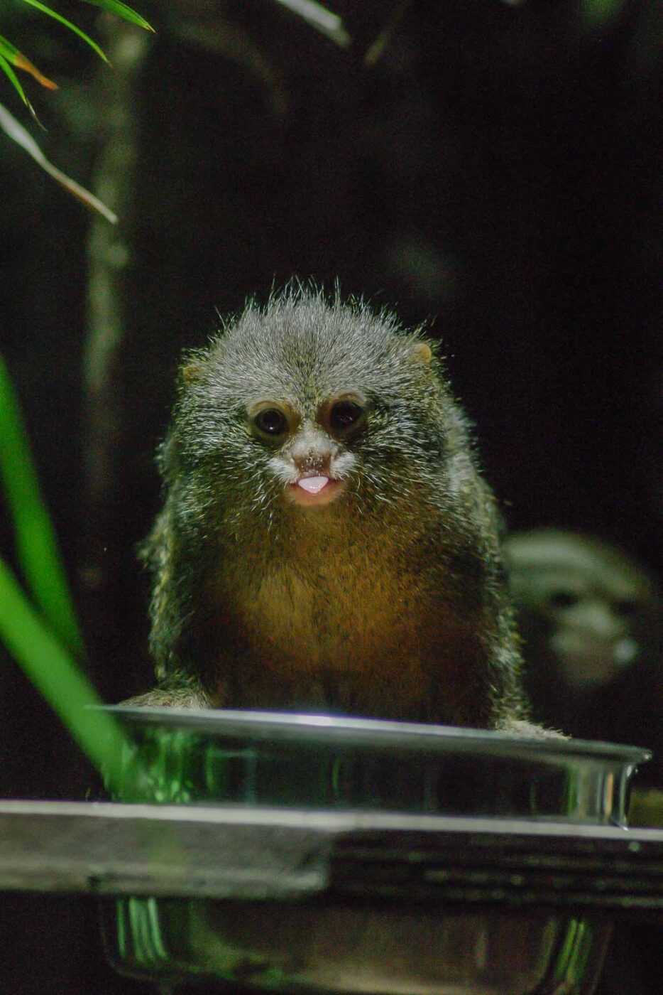 Tierpark und Fossilium Bochum