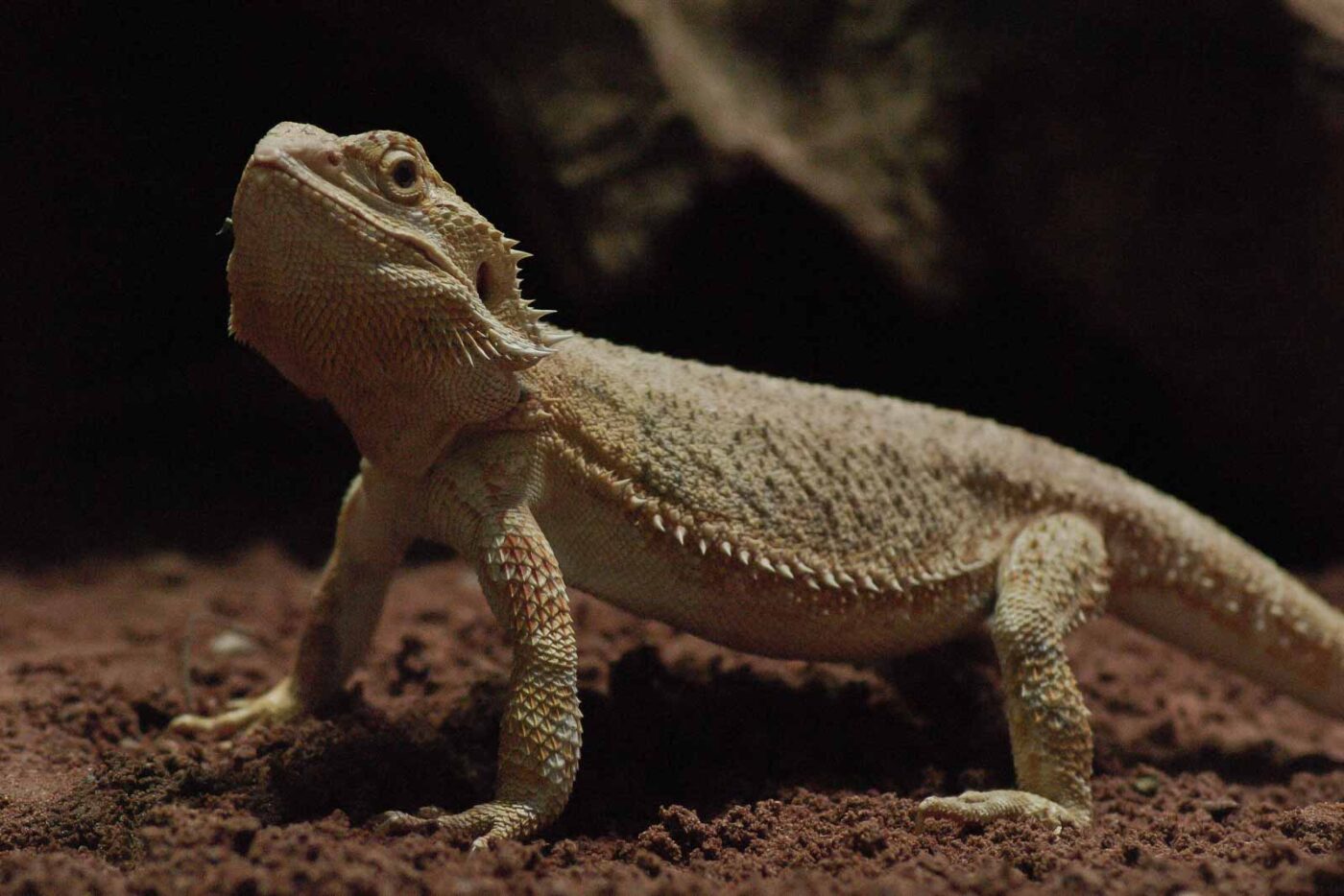 Tierpark und Fossilium Bochum