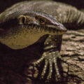 Tierpark und Fossilium Bochum