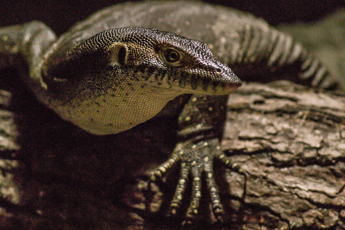Tierpark und Fossilium Bochum