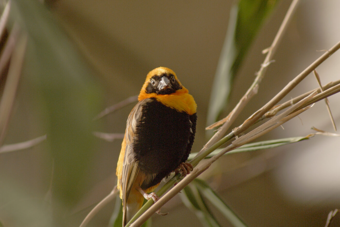 2016-01-09 - Stadtgarten Recklinghausen