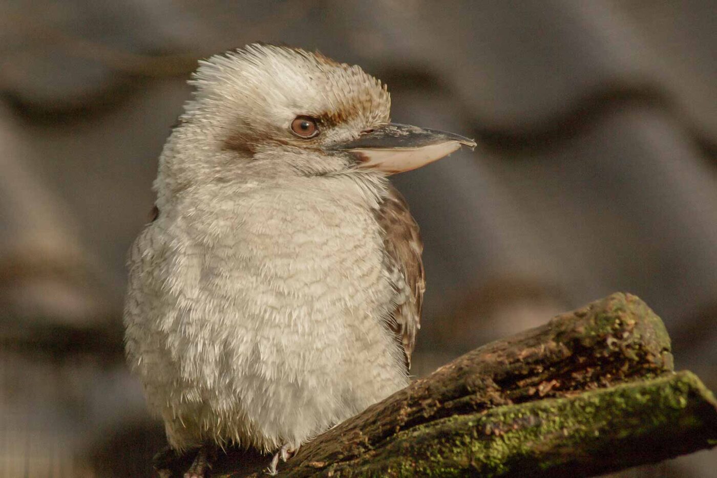 2016-01-28 - Tierpark Hamm
