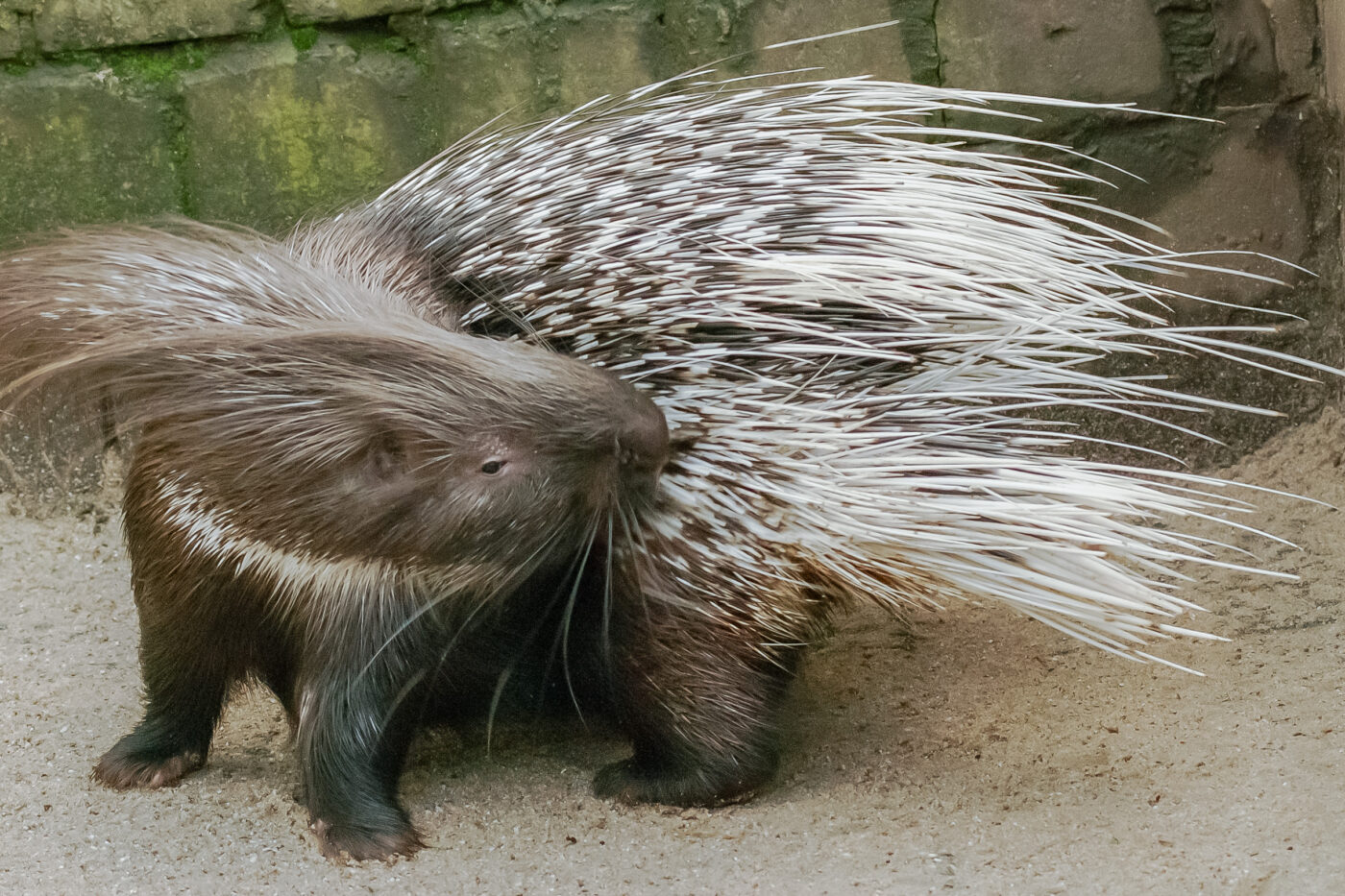 2016-01-28 - Tierpark Hamm