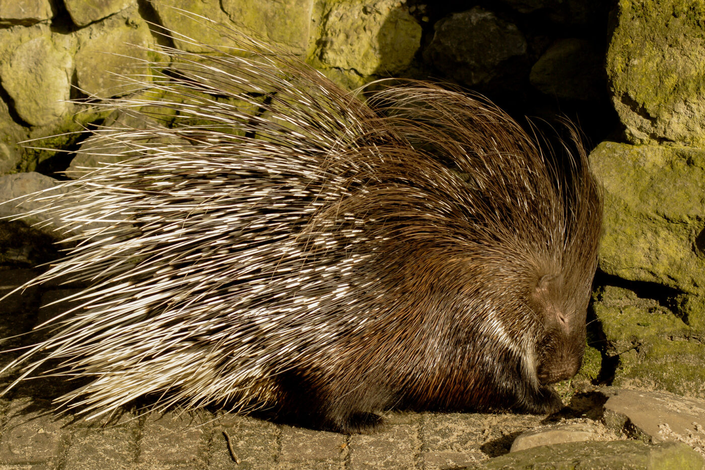 2016-01-28 - Tierpark Hamm