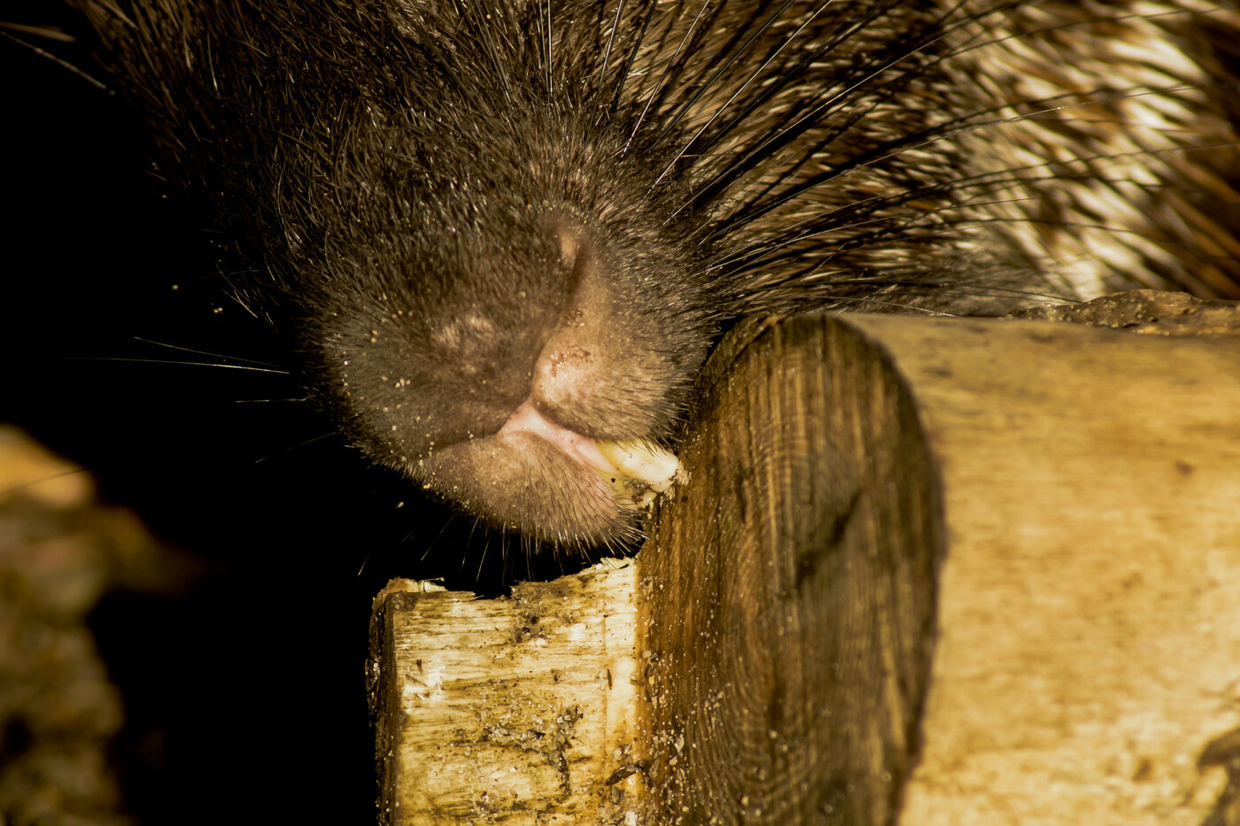2016-01-28 - Tierpark Hamm
