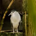 2016-01-28 - Tierpark Hamm
