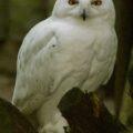 2016-01-28 - Tierpark Hamm